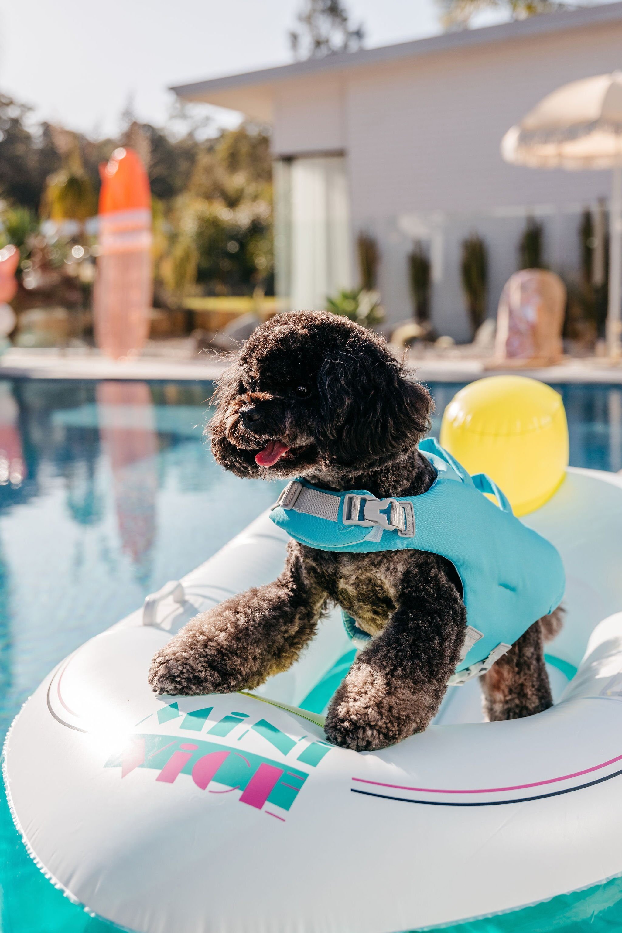 Black Dog in life jacket, on floaty in pool