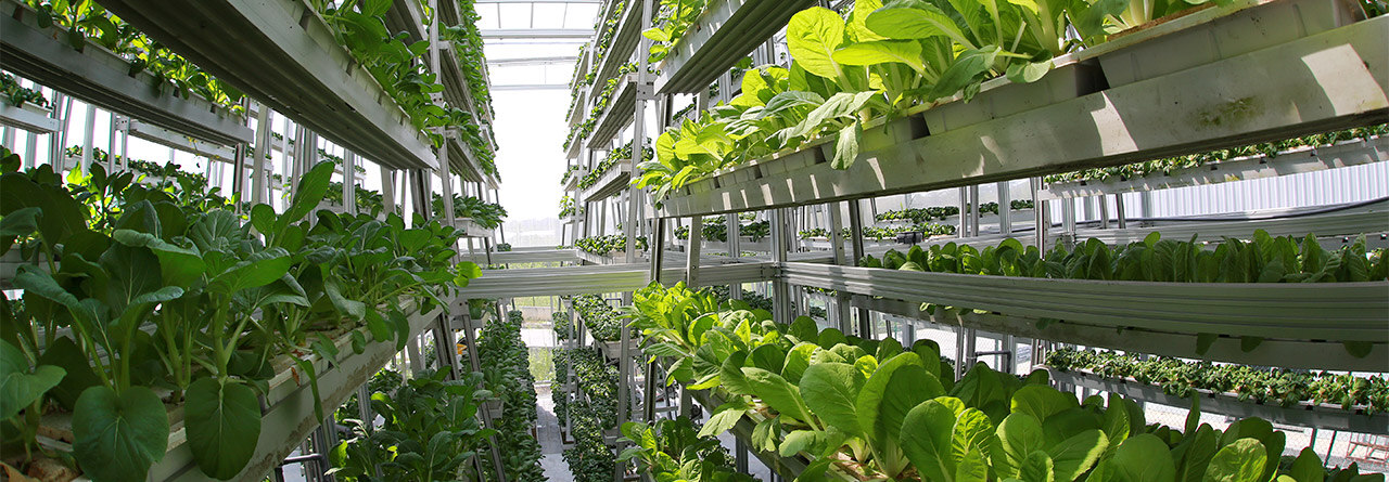 simpleflying.com Vertical farming setup under natural light