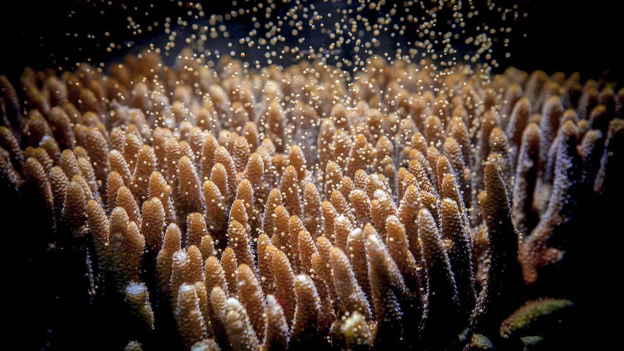 Coral Spawning