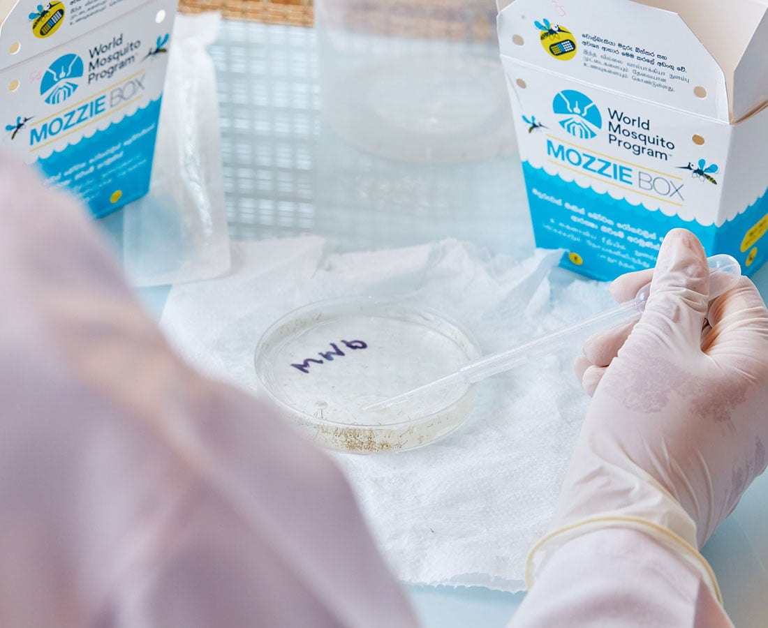 hone.pd supports the World Mosquito Program (WMP) product design