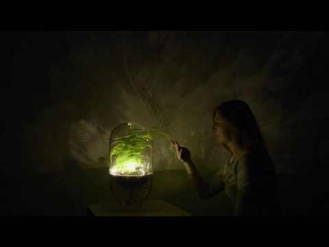 Lamp that uses a living plant to generate its own electricity by Ermi van Oers.